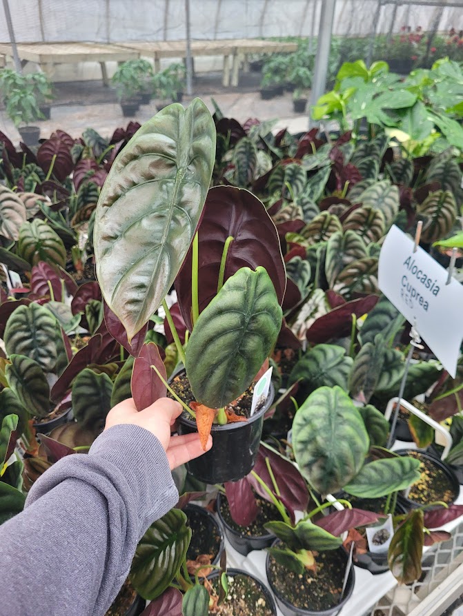 ALOCASIA - CUPREA RED