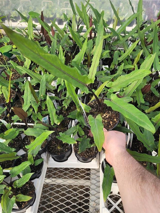 ALOCASIA - LAUTERBACHIANA