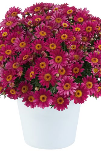 ARGYRANTHEMUM LOLLIES - BERRY GUMMY
