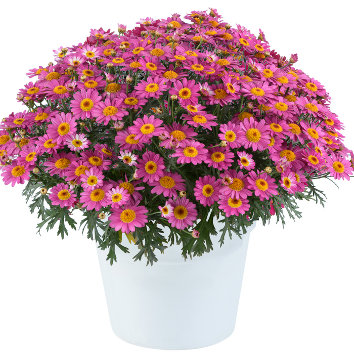 ARGYRANTHEMUM LOLLIES - PINK PEZ