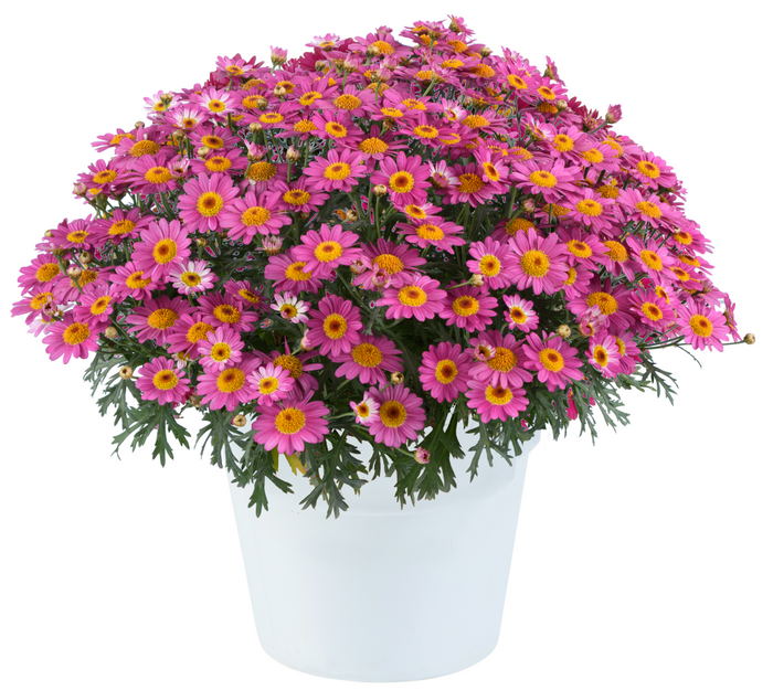 ARGYRANTHEMUM LOLLIES - PINK PEZ