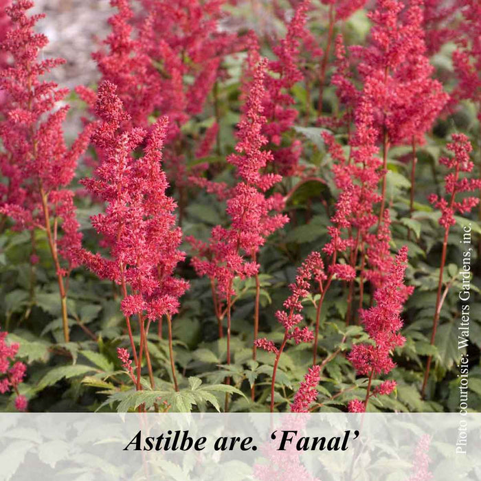 ASTILBE - GO GO RED