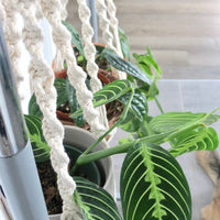 SUPPORT POUR PLANTES EN MACRAMÉ | JARDINIÈRE SUSPENDU D'INTÉRIEUR