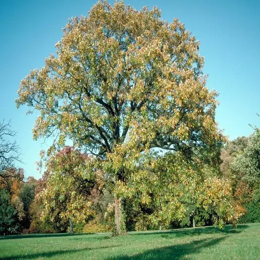 PYRUS - CLAPPS