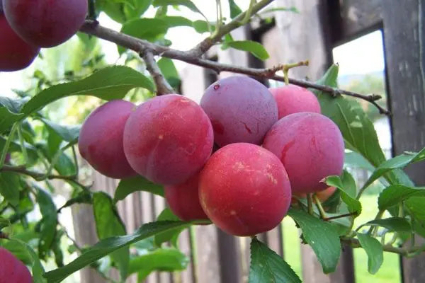 PRUNUS DOMESTICA - TOKA