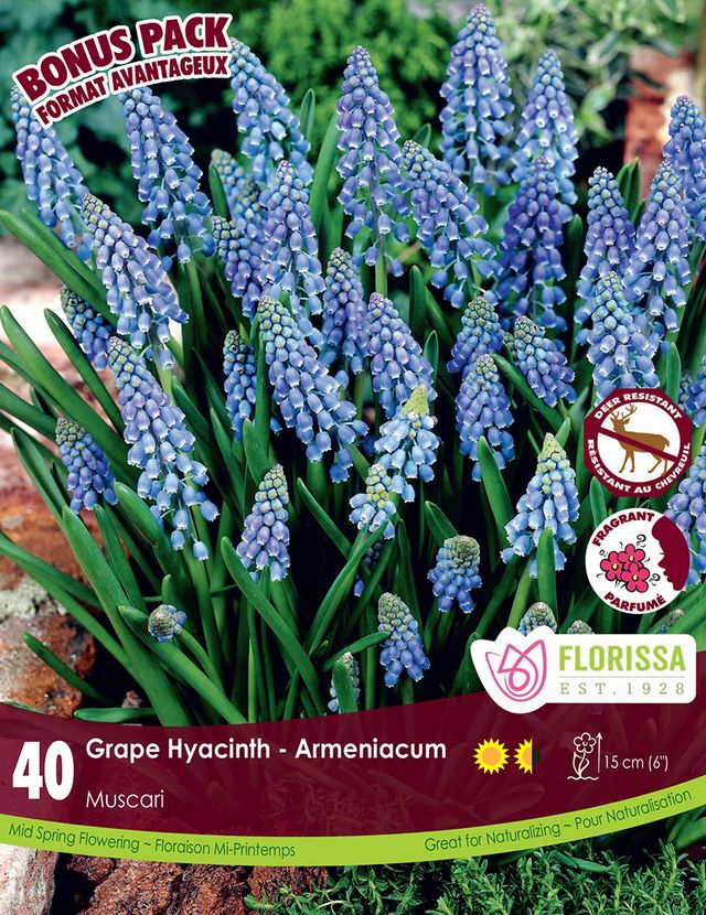 GRAPE HYACINTH BULBS - BLUE