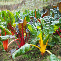 BETTE A CARDE - CELEBRATION