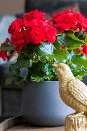BEGONIA HIEMALIS - HALO