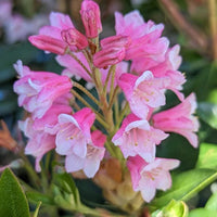 RHODODENDRON BLOOMBUX MAGENTA