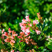 RHODODENDRON BLOOMBUX MAGENTA