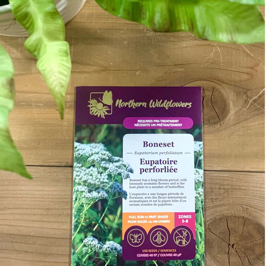 FLOWER SEEDS: COMMON BONESET