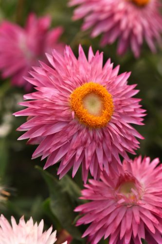 BREACTEANTHA MOHAVE - PINK