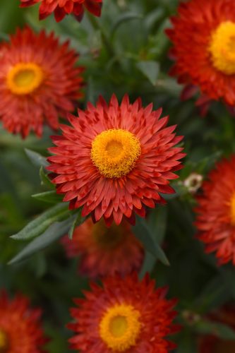 BRACTEANTHA MOHAVE - FIRE RED