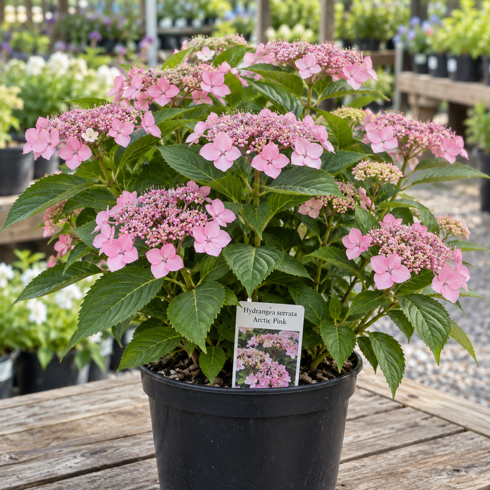 HYDRANGEA SERRATA ARCTIC PINK