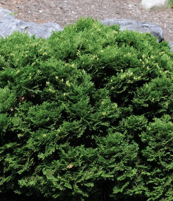 THUYA OCCIDENTALIS - HETZ MIDGET