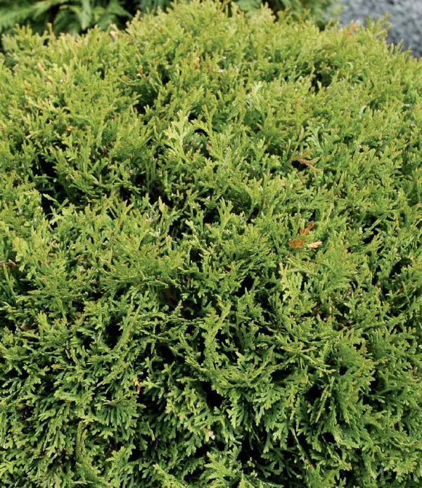 THUYA OCCIDENTALIS - LITTLE GIANT