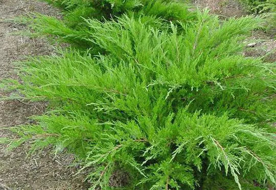 JUNIPERUS CHINENSIS - MINT JULEP