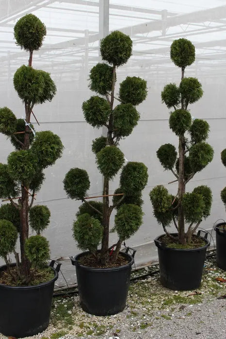 THUJA OCCIDENTALIS - SMARAGD (POM POM)