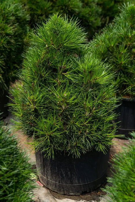 PINUS SYLVESTRIS - GREEN PENGUIN