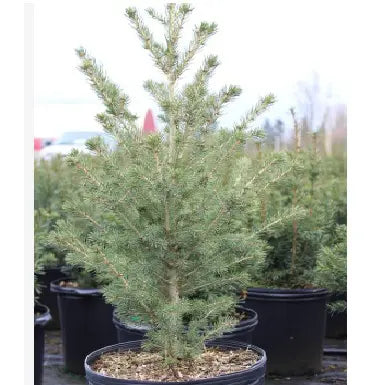 PICEA GLAUCA - NORTH POLE