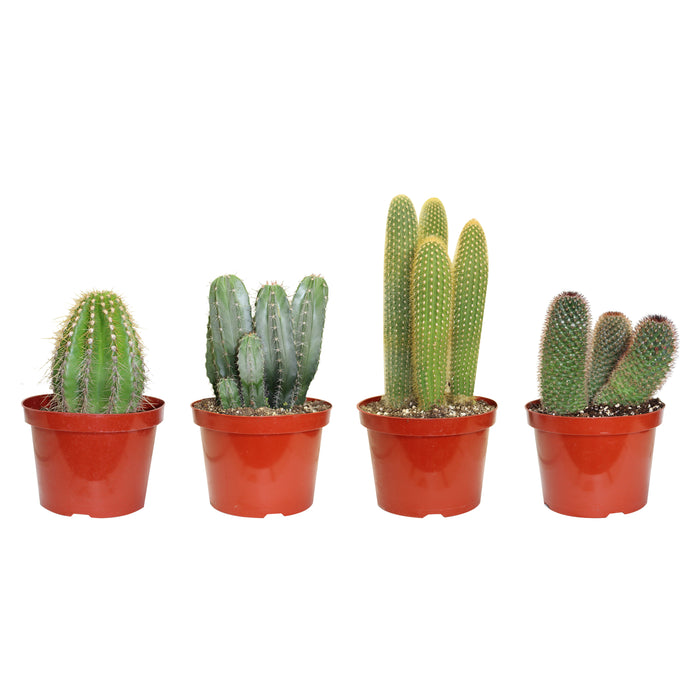 CACTUS PREMIUM ASSORTIS