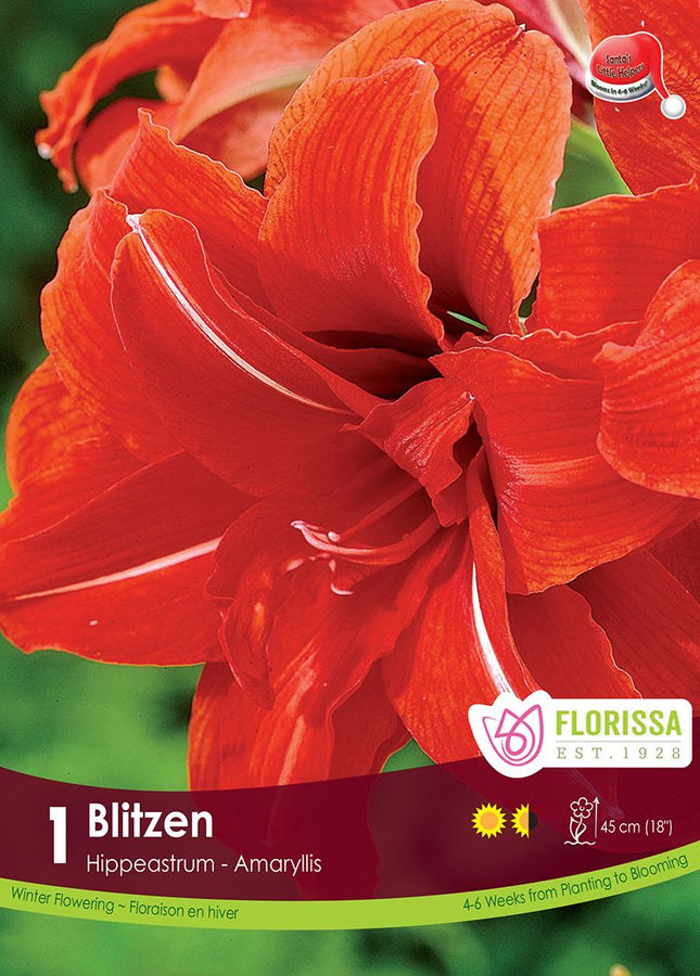 AMARYLLIS XMAS BLOOM BLITZEN PKG