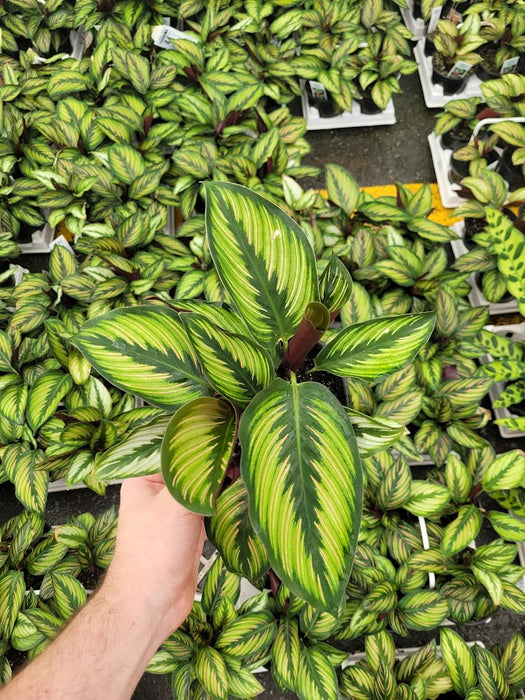 CALATHEA - BEAUTY STAR