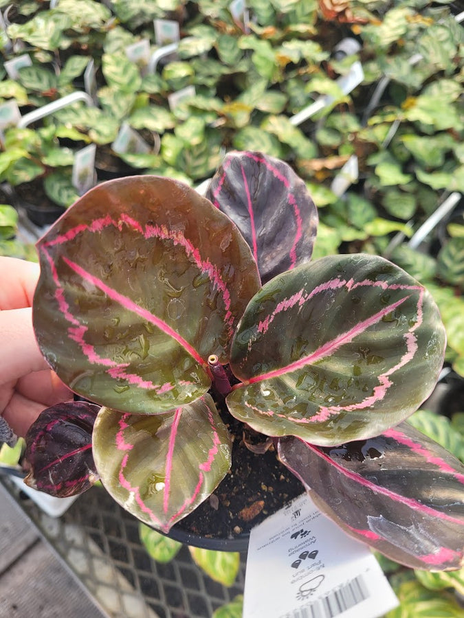 CALATHEA - DOTTIE