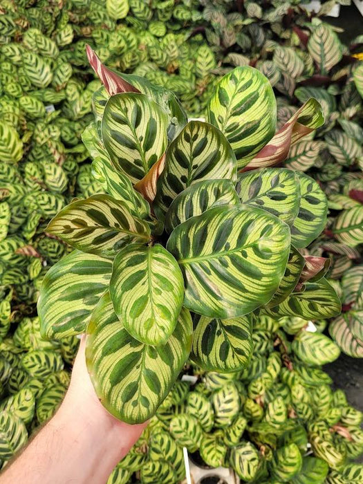 CALATHEA - MAKOYANA