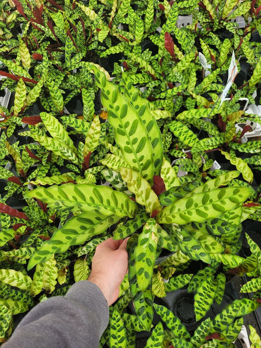 CALATHEA - RATTLESNAKE