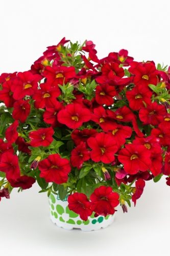 CALIBRACOA CALITASTIC - BRIGHT RED