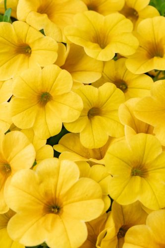 CALIBRACOA CALITASTIC - BUTTER