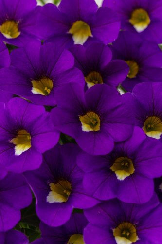 CALIBRACOA CALITASTIC - VIOLACEOUS