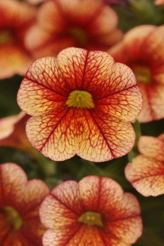 CALIBRACOA MINIFAMOUS - UNO ORANGE + RED VEIN
