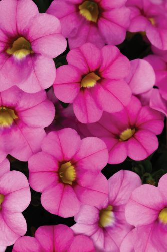 CALIBRACOA CALITASTIC - BALLERINA