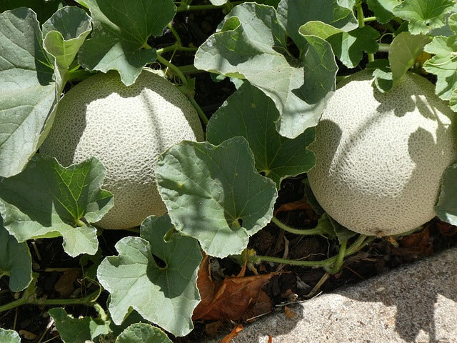 CANTALOUP
