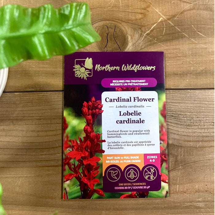 SEMENCES DE FLEURS: LOBELIE CARDINALE