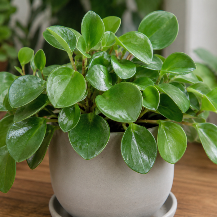 PEPEROMIA - RAINDROP