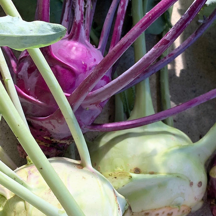 SEMENCES BIOLOGIQUES: CHOU-RAVE EN MÉLANGE