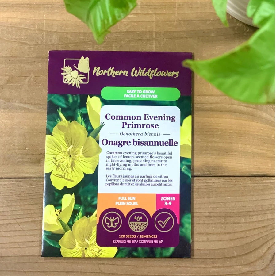 FLOWER SEEDS: EVENING PRIMROSE BIENNIAL