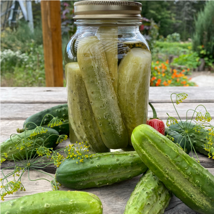 SEMENCES BIOLOGIQUES: CONCOMBRE NATIONAL PICKLING