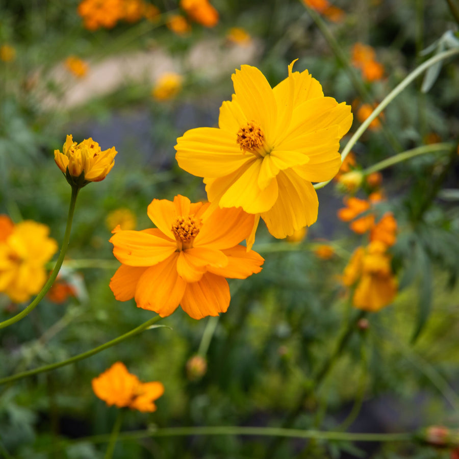 ORGANIC SEEDS: COSMOS BRIGHT LIGHTS