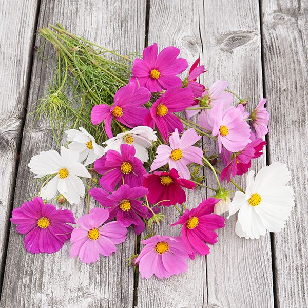 ORGANIC SEEDS: COSMOS SENSATION