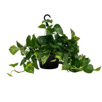 POTHOS - MARBLE QUEEN