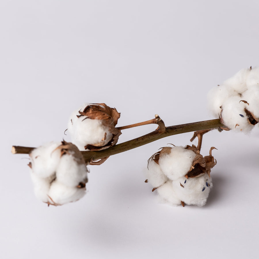 COTTON