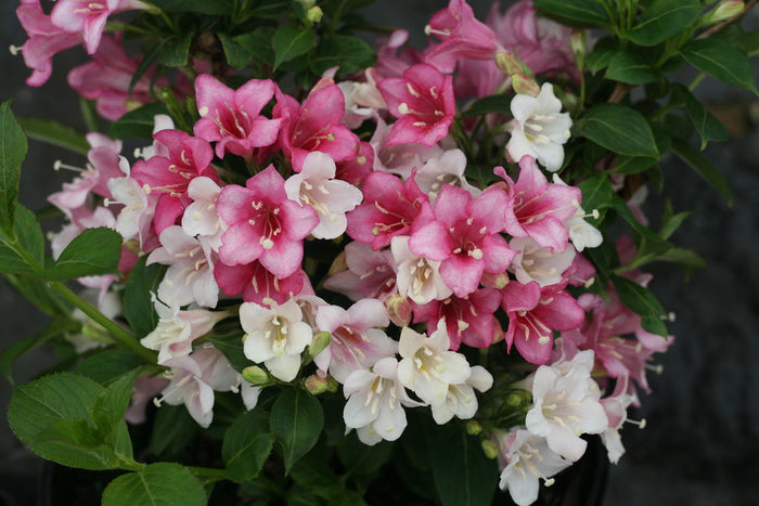 WEIGELA FLORIDA CZECHMARK TRILOGY - VUKOZGEMINI