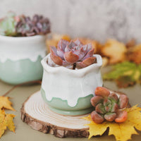 CACHE-POT - LOTUS VERT LAITEUX