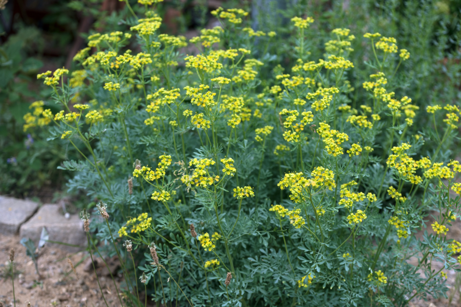 RUE OFFICINALE