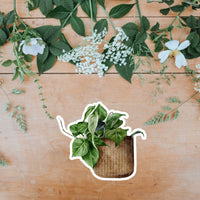 AUTOCOLLANT - PLANTE D'INTÉRIEUR