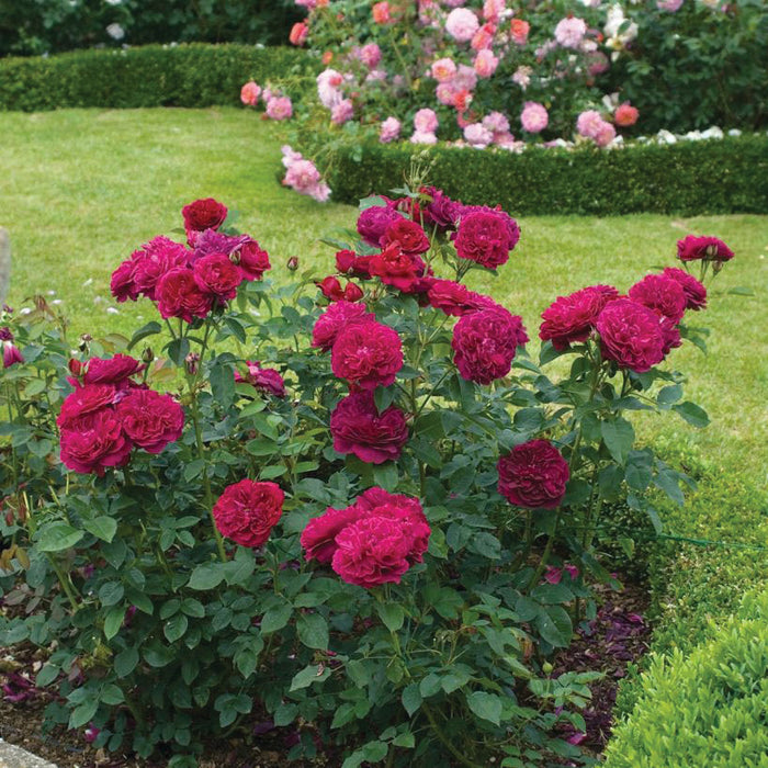 ROSA - DARCEY BUSSELL
